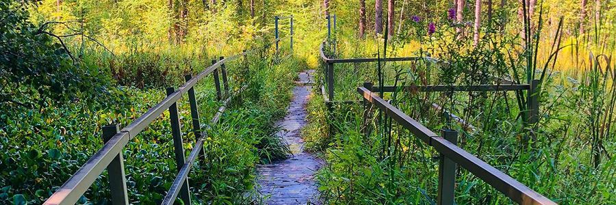 quaking bog at theodore wirth park